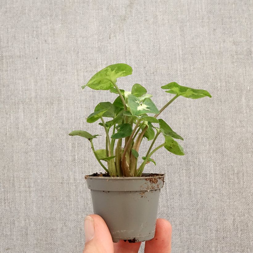 Exemplaar van Syngonium Pixie - Pijlplant Mini-kamerplanten zoals geleverd in de lente