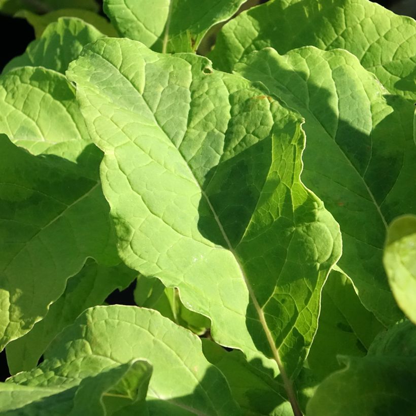 Syringa emodi Aureovariegata - Sering (Blad)