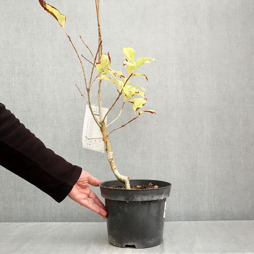 Exemplaar van Syringa emodi Aureovariegata - Sering Pot van 4 l/5 l zoals geleverd in de herfst