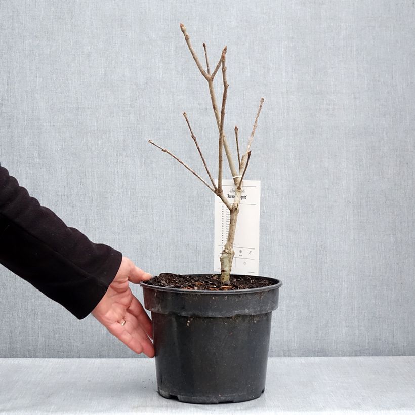 Exemplaar van Syringa emodi Aureovariegata - Sering Pot van 4 l/5 l zoals geleverd in de lente