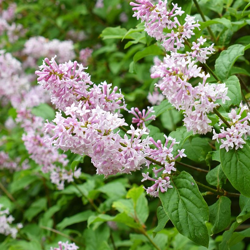 Syringa josikaea - Sering (Bloei)