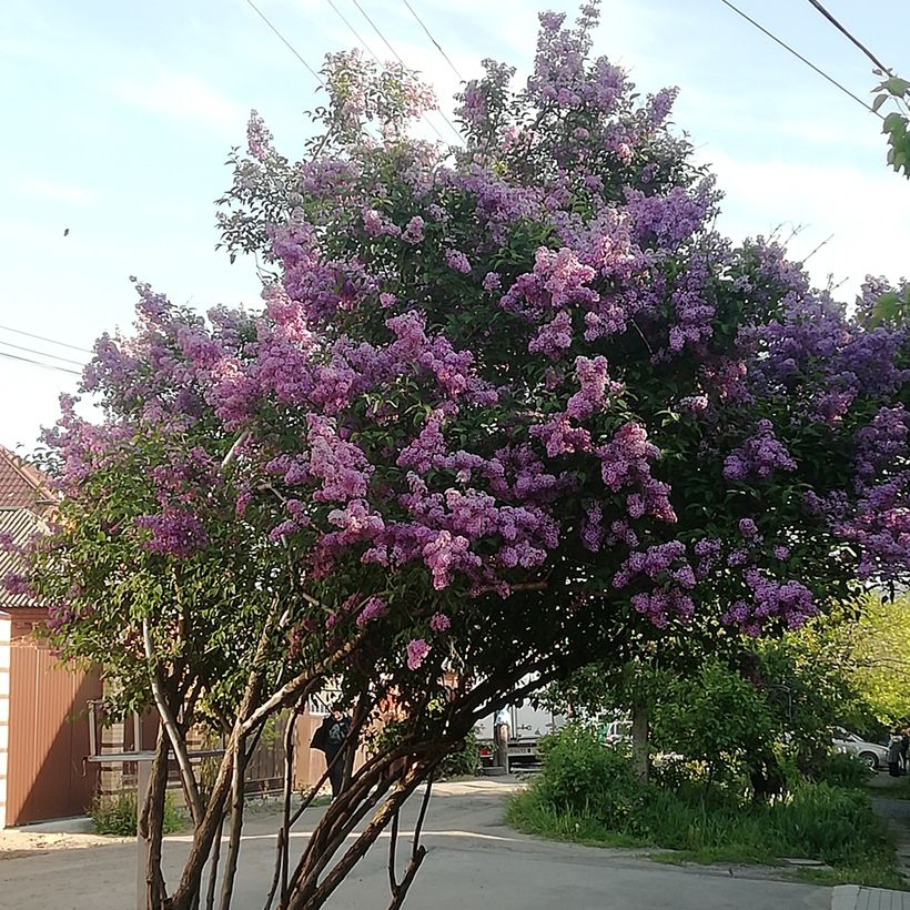Syringa josikaea - Sering (Groeiplaats)