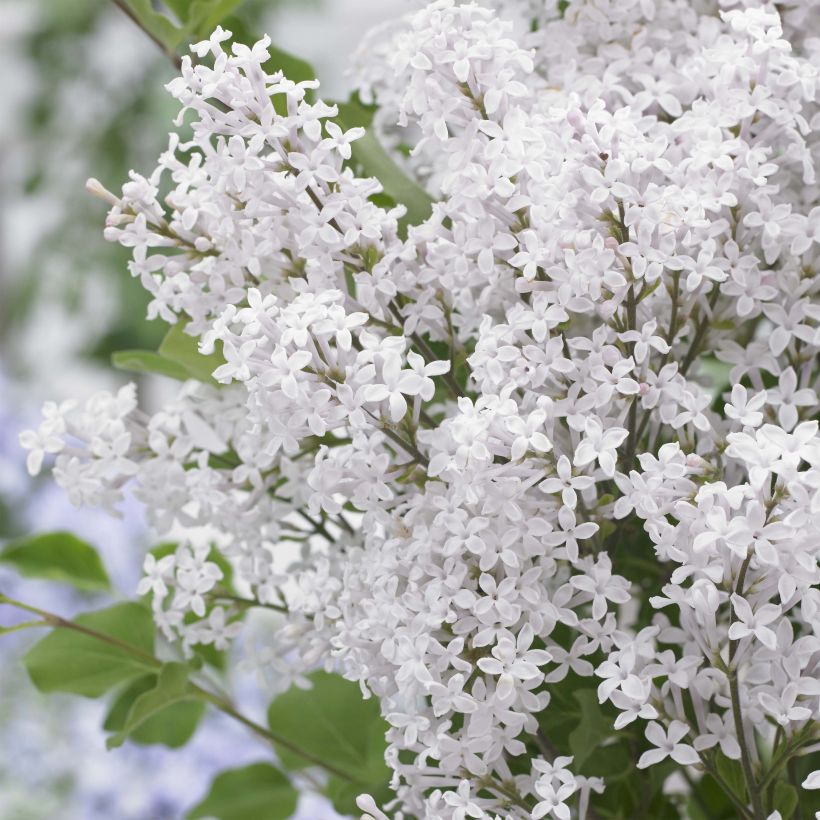 Syringa meyeri Flowerfesta Wit - Dwergsering (Flowering)