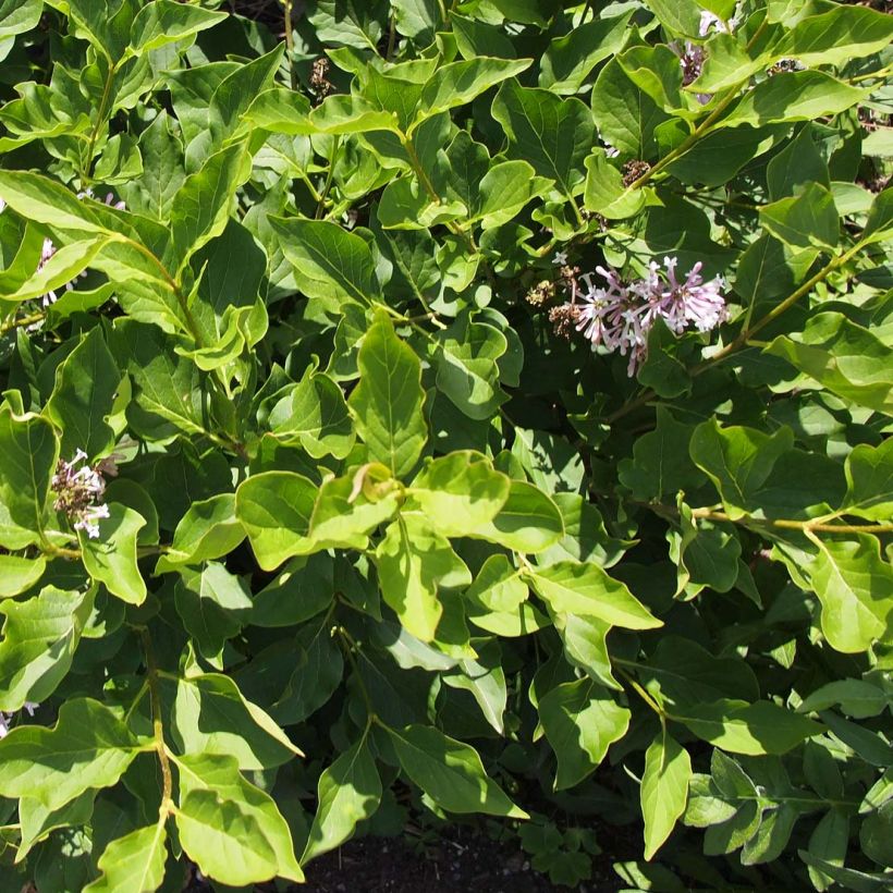 Syringa patula Miss Kim - Dwergsering (Blad)