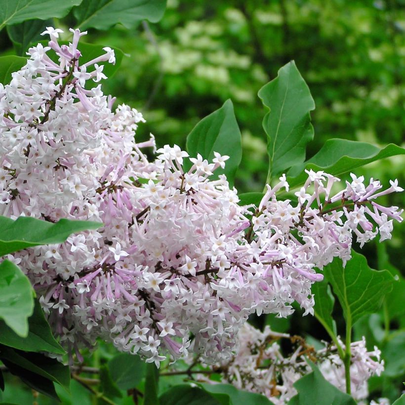Syringa patula Miss Kim - Dwergsering (Bloei)