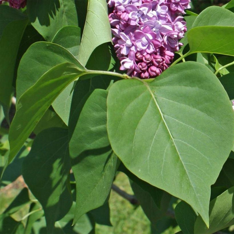 Syringa vulgaris Paul Thirion - Gewone sering (Blad)