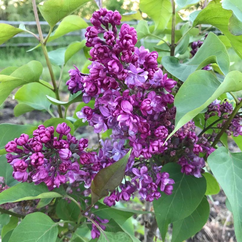 Syringa vulgaris Prince Wolkonsky - Gewone sering (Bloei)