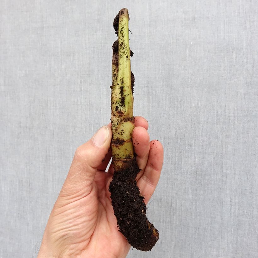 Exemplaar van Tacca chantrieri Green Isle - Vleermuisbloem Bol kaliber I zoals geleverd in de lente