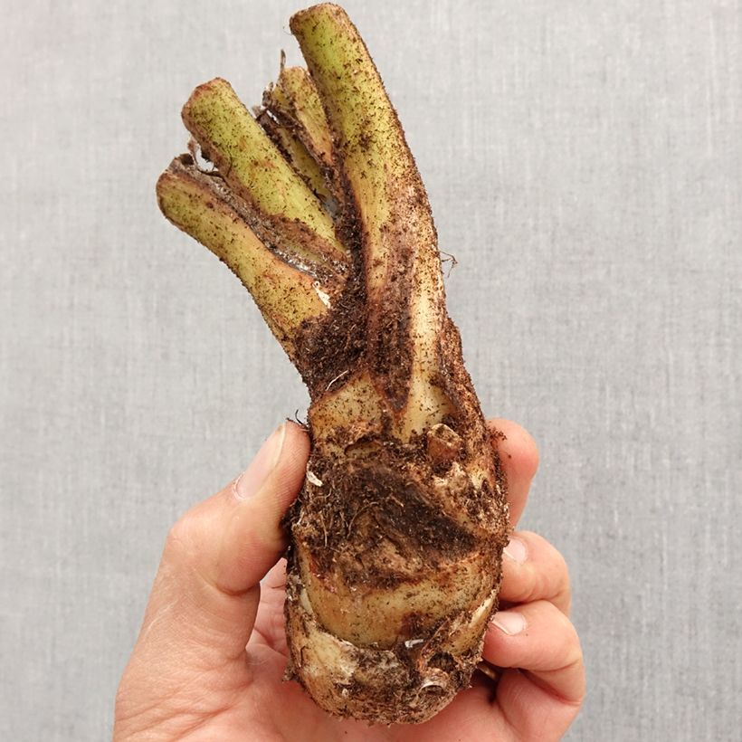 Exemplaar van Tacca integrifolia - Witte vleermuisbloem Bol kaliber I zoals geleverd in de lente