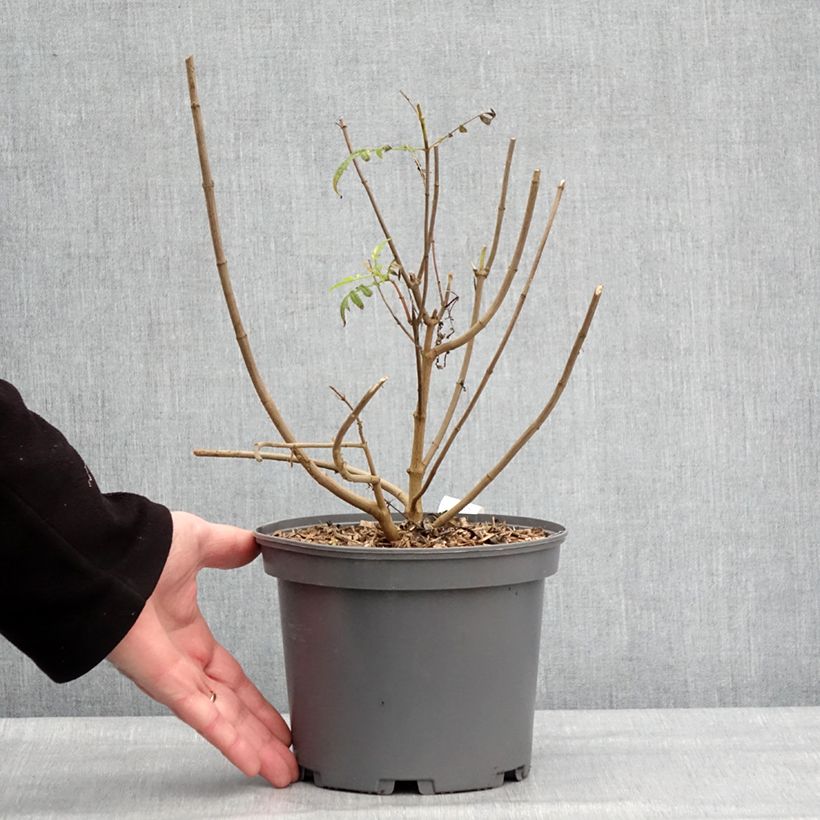 Exemplaar van Tagetes lemmonii - Tagète de Lemmon Pot de 3L/4L zoals geleverd in de winter