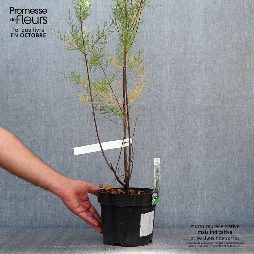 Exemplaar van Tamarisk ramosissima Hulsdonk White Pot van 3 l/4 l zoals geleverd in de herfst