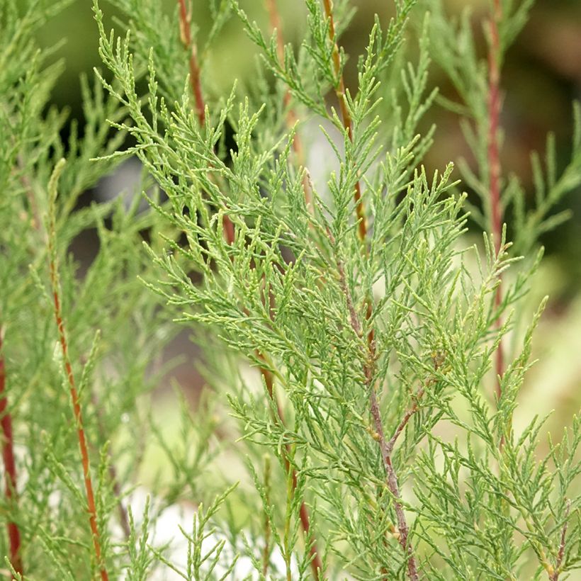 Tamarisk ramosissima Hulsdonk White (Blad)