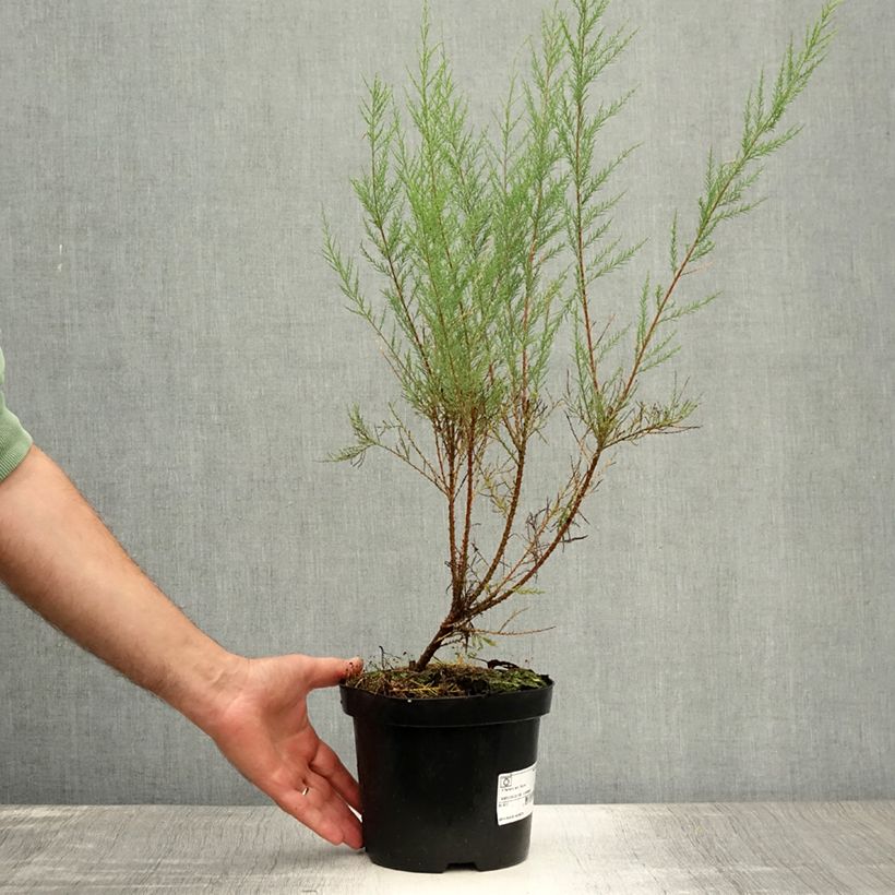 Exemplaar van Tamarix ramosissima Rubra - Zomertamarisk Pot van 3 l/4 l zoals geleverd in de zomer