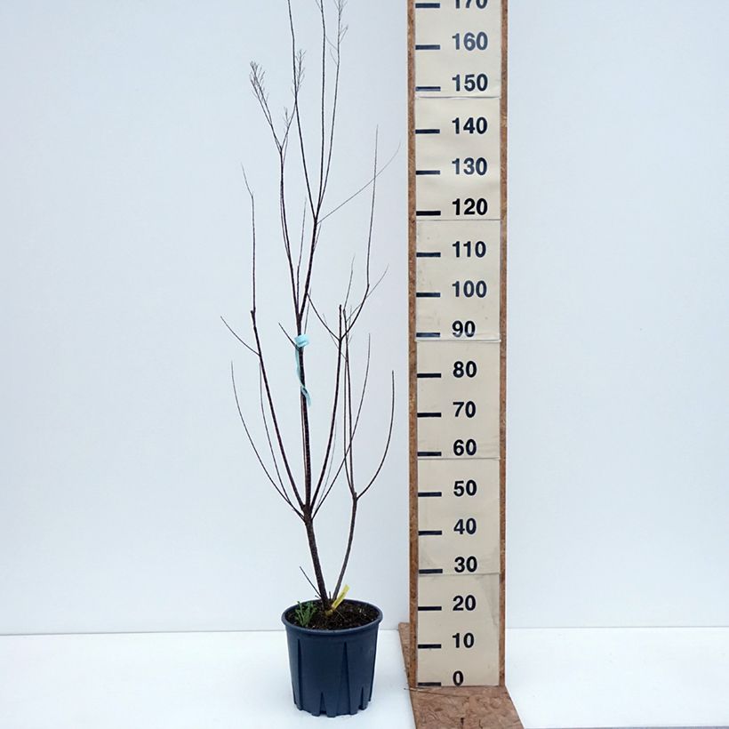 Exemplaar van Tamarix gallica - Franse tamarisk Pot van 7,5 l/10 l zoals geleverd in de herfst