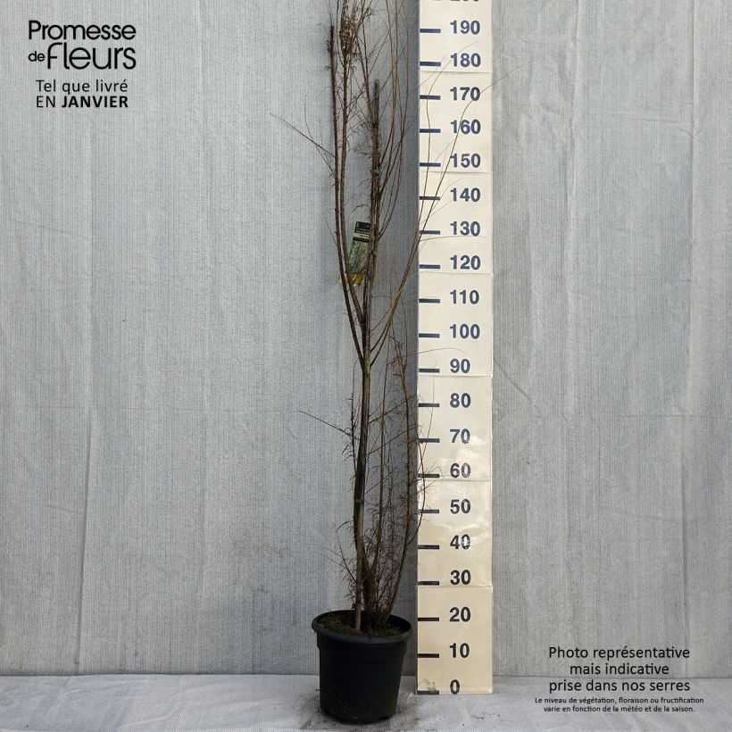 Exemplaar van Tamarix gallica - Tamaris français, Tamaris commun Pot de 7,5L/10L zoals geleverd in de winter