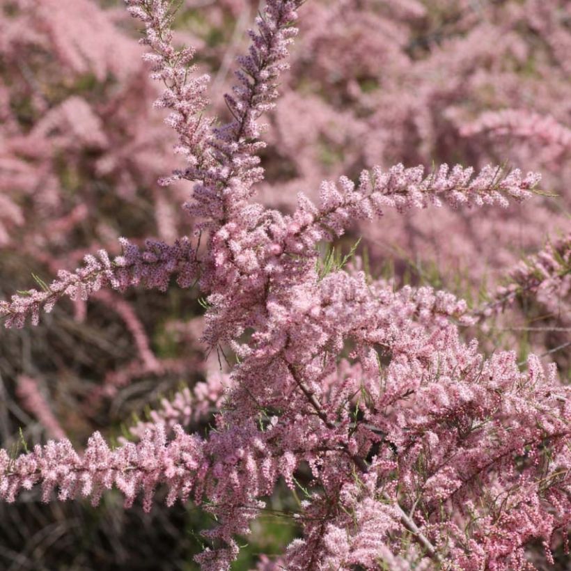 Tamarix parviflora - Tamarisk (Bloei)