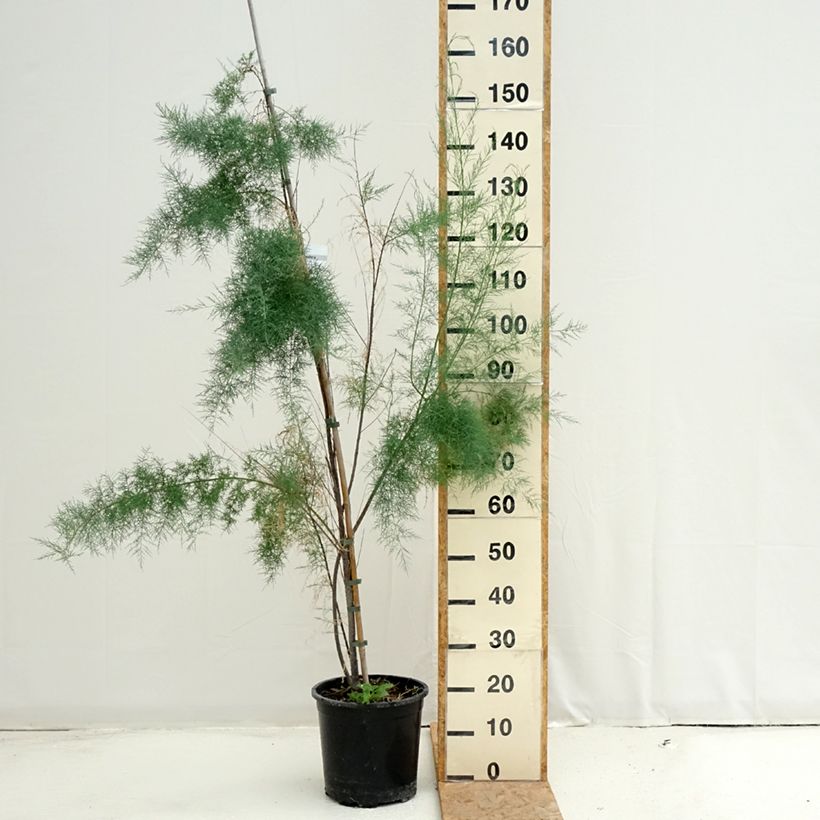 Exemplaar van Tamarix ramosissima Pink Cascade Pot van 7,5 l/10 l zoals geleverd in de zomer