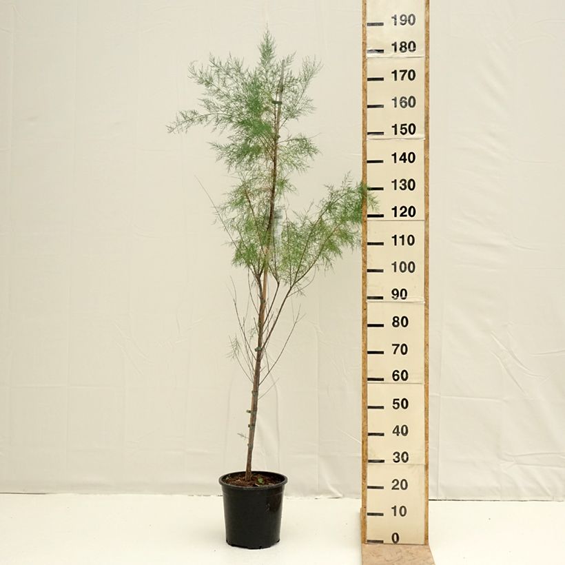 Exemplaar van Tamarix ramosissima Pink Cascade Pot van 7,5 l/10 l zoals geleverd in de lente