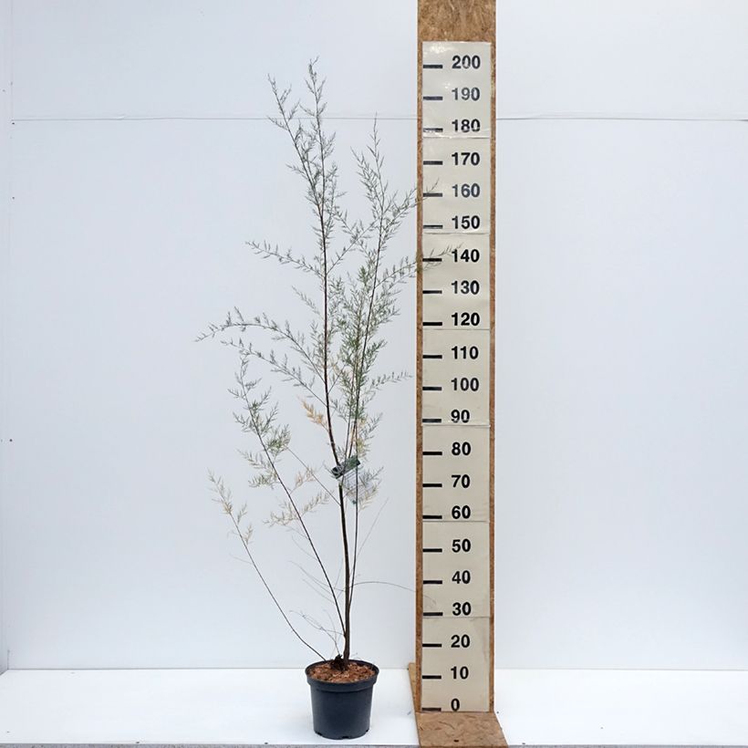 Exemplaar van Tamarix ramosissima - Zomertamarisk Pot van 4 l/5 l zoals geleverd in de herfst