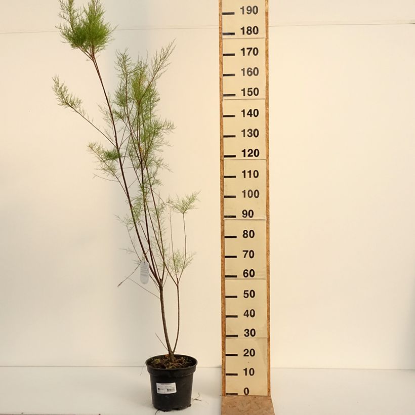 Exemplaar van Tamarix ramosissima - Zomertamarisk Pot van 4 l/5 l zoals geleverd in de zomer