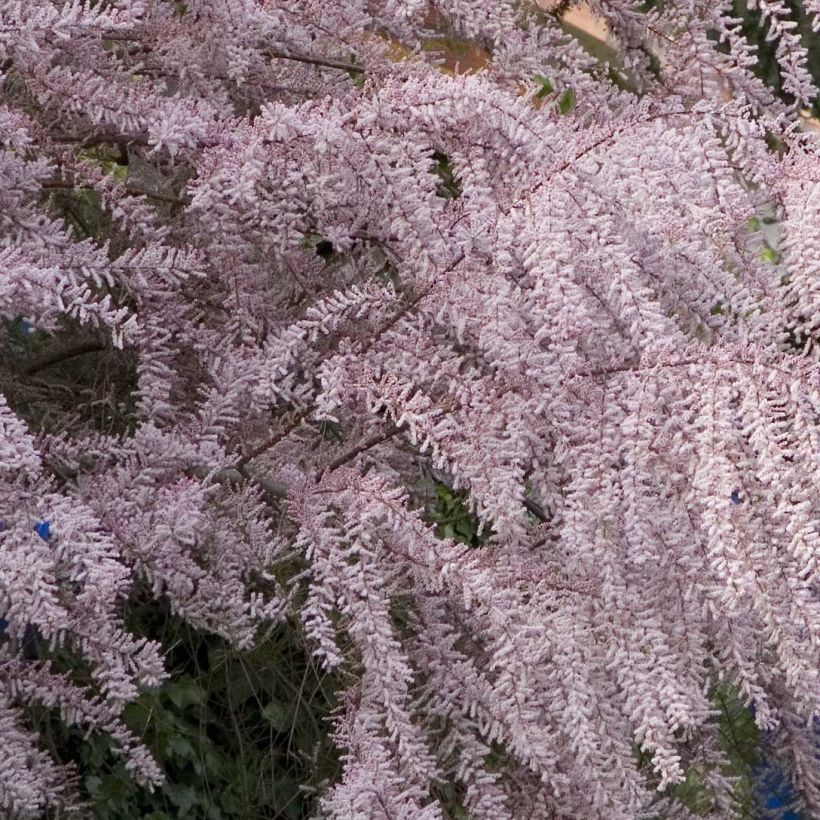 Tamarix tetrandra - Tamarisk (Bloei)