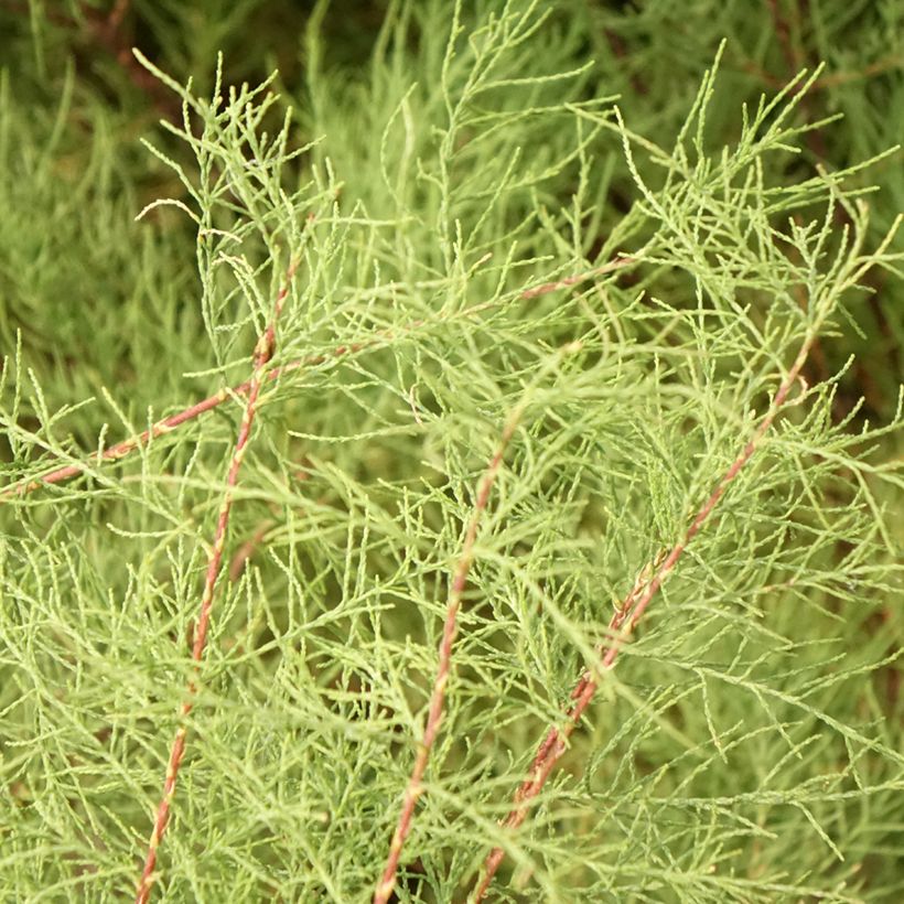Tamarix tetrandra - Tamarisk (Blad)