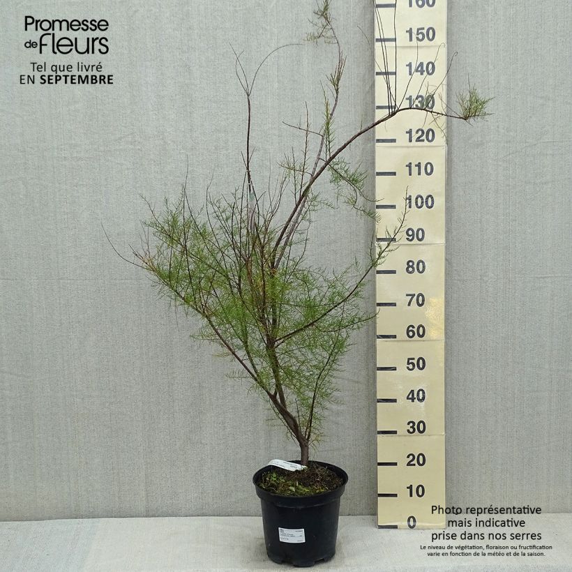 Exemplaar van Tamarix tetrandra - Tamarisk Pot van 4 l/5 l zoals geleverd in de zomer