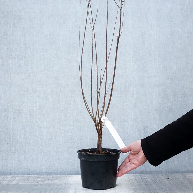 Exemplaar van Tamarix tetrandra - Tamarisk Pot van 3 l/4 l zoals geleverd in de herfst