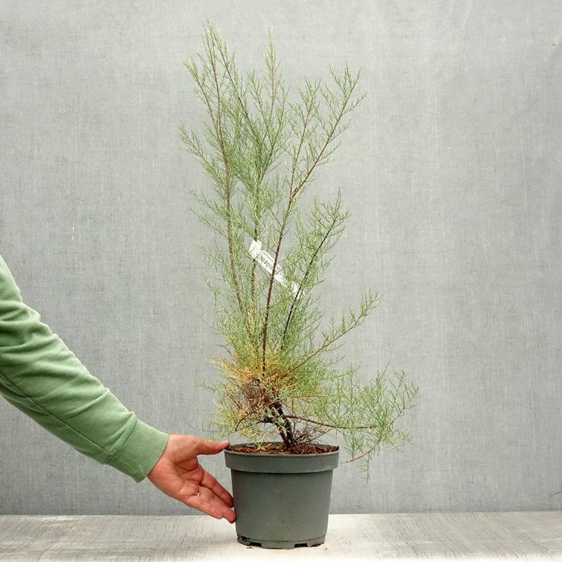 Exemplaar van Tamarix tetrandra - Tamarisk Pot van 3 l/4 l zoals geleverd in de zomer