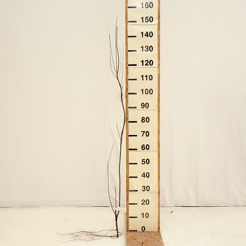 Exemplaar van Tamarix tetrandra - Tamarisk Naakte wortel, Struik zoals geleverd in de winter