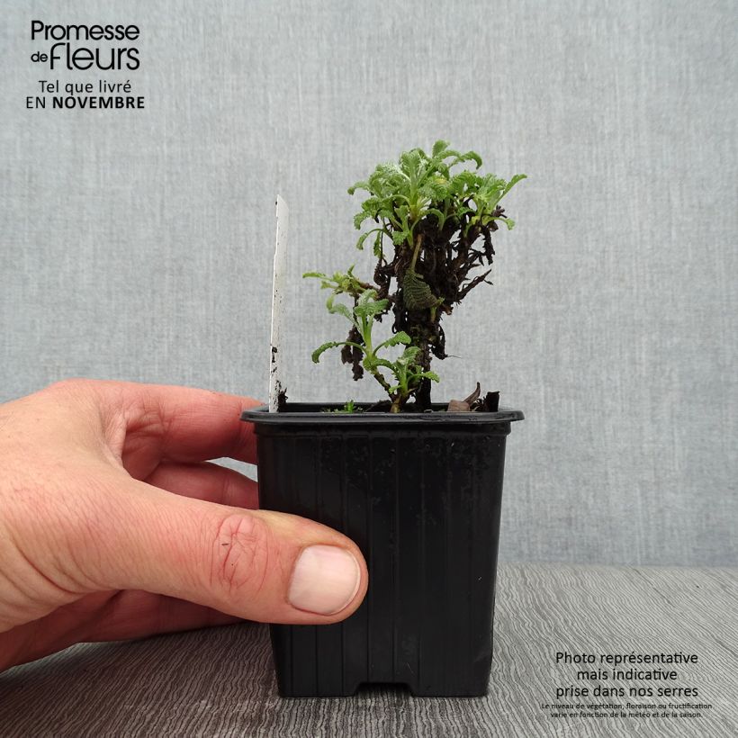Exemplaar van Tanacetum haradjanii - Wormkruid Kweekpotje van 7/8 cm zoals geleverd in de herfst