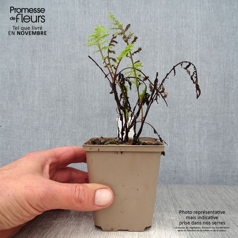 Exemplaar van Tanacetum vulgare Isla Gold - Boerenwormkruid Kweekpotje van 8/9 cm zoals geleverd in de herfst