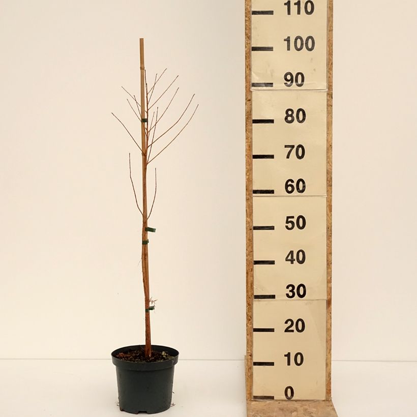 Exemplaar van Taxodium distichum - Cyprès chauve Pot de 3L/4L zoals geleverd in de winter