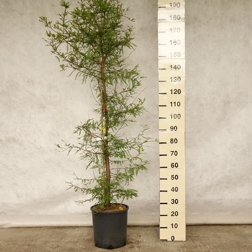 Exemplaar van Taxodium distichum - Moerascipres Pot van 7,5 l/10 l zoals geleverd in de zomer