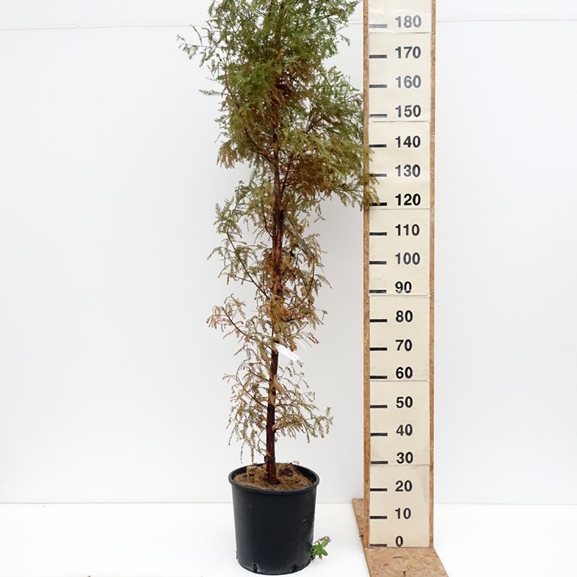 Exemplaar van Taxodium distichum - Moerascipres Pot van 7,5 l/10 l zoals geleverd in de herfst