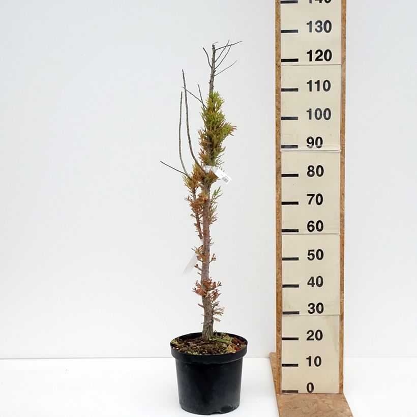 Exemplaar van Taxodium distichum Pevé Minaret - Moerascipres Pot van 6 l/7 l zoals geleverd in de herfst
