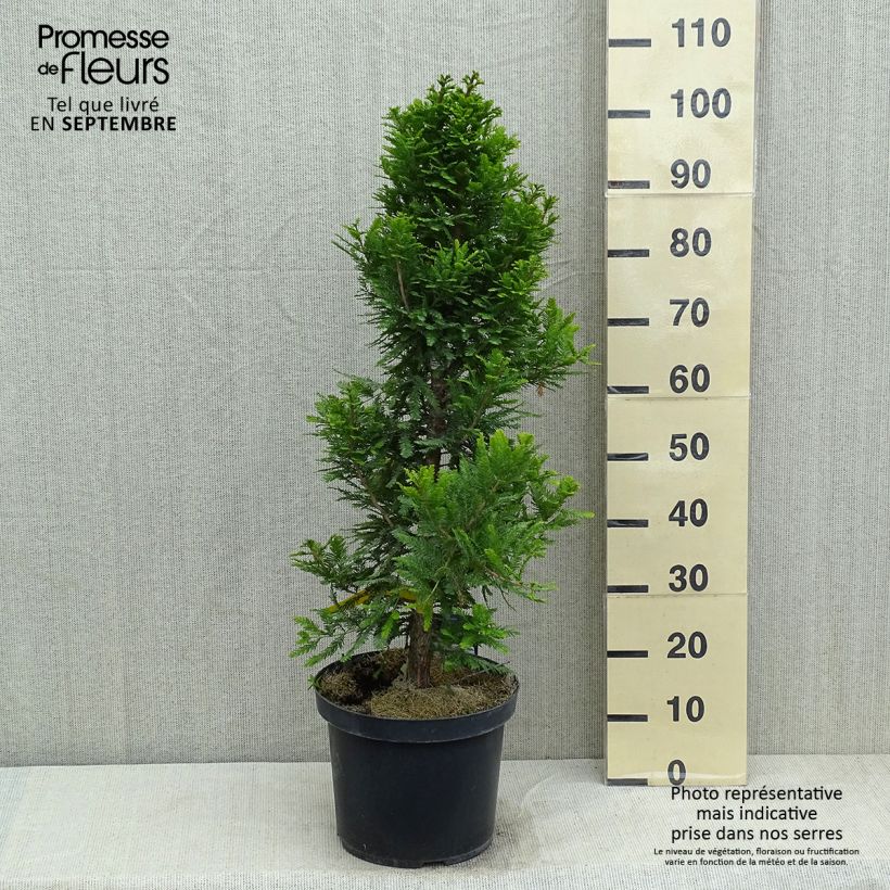 Exemplaar van Taxodium distichum Pevé Minaret - Moerascipres Pot van 6 l/7 l zoals geleverd in de zomer