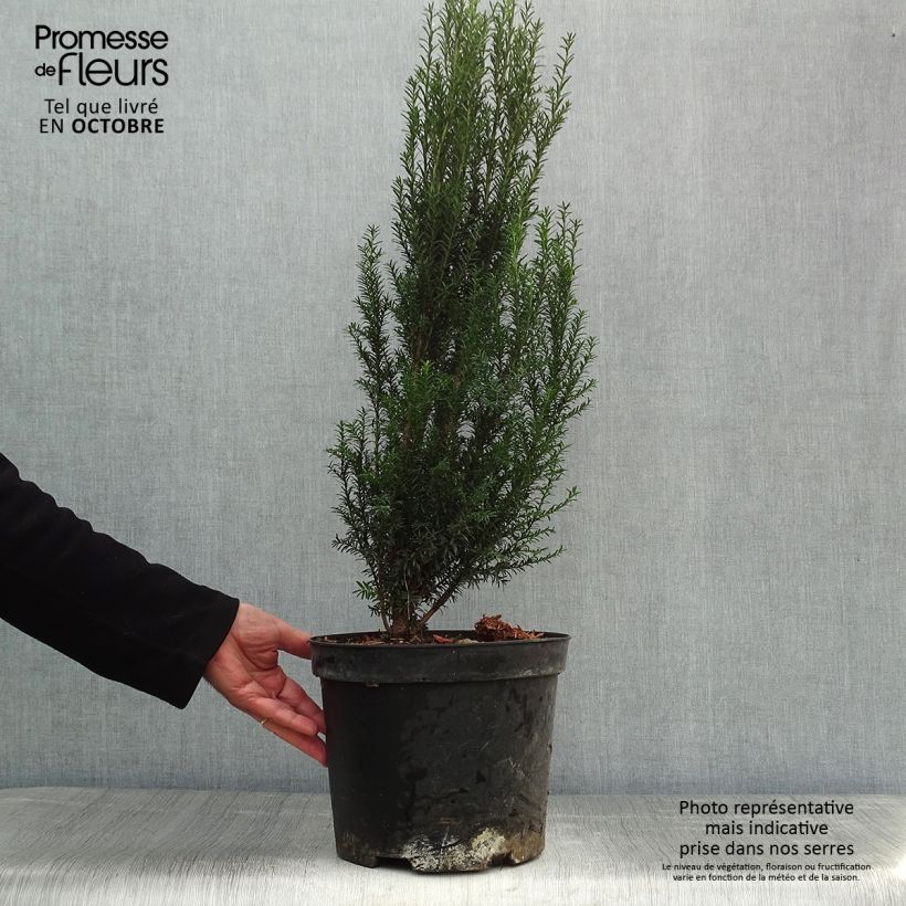 Exemplaar van Taxus baccata - Venijnboom Pot van 4 l/5 l zoals geleverd in de herfst