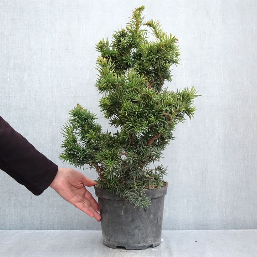 Exemplaar van Taxus baccata Cristata - Venijnboom Pot van 4 l/5 l zoals geleverd in de herfst