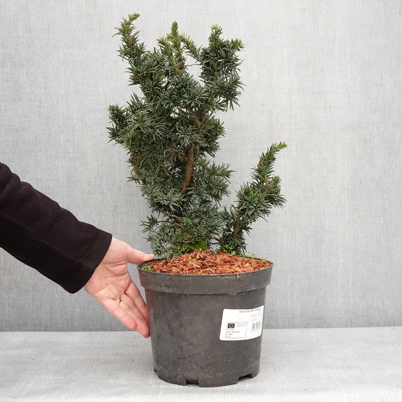 Exemplaar van Taxus baccata Cristata - If commun nain Pot de 4L/5L zoals geleverd in de winter