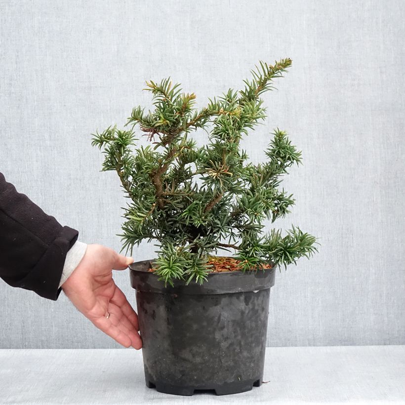Exemplaar van Taxus baccata Cristata - Venijnboom Pot van 4 l/5 l zoals geleverd in de lente
