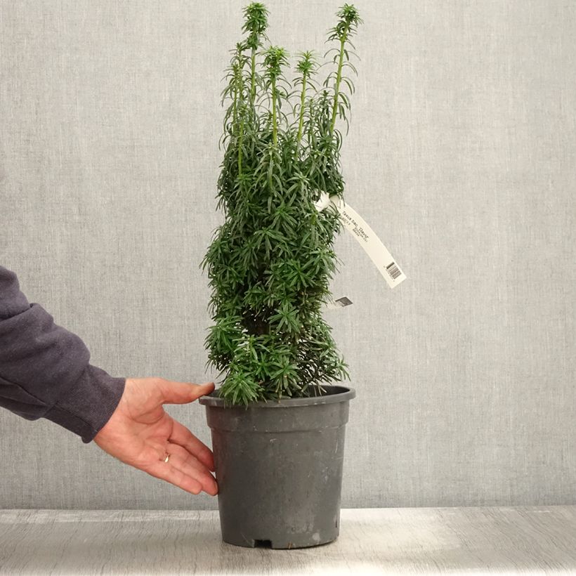 Exemplaar van Taxus baccata David - Venijnboom Pot van 2 l/3 l zoals geleverd in de herfst