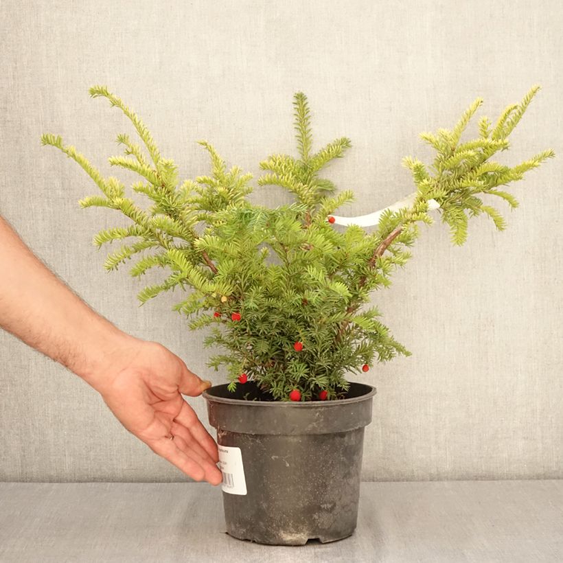 Exemplaar van Taxus baccata Elegantissima - Venijnboom Pot van 3 l/4 l zoals geleverd in de zomer