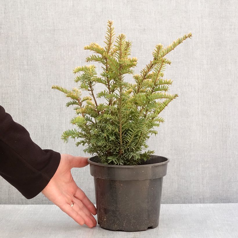 Exemplaar van Taxus baccata Elegantissima - Venijnboom Pot van 3 l/4 l zoals geleverd in de winter