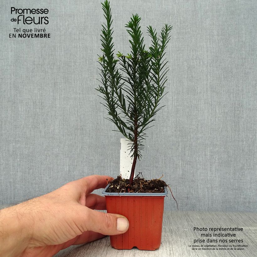 Exemplaar van Taxus baccata - Venijnboom Kweekpotje van 8/9 cm zoals geleverd in de herfst