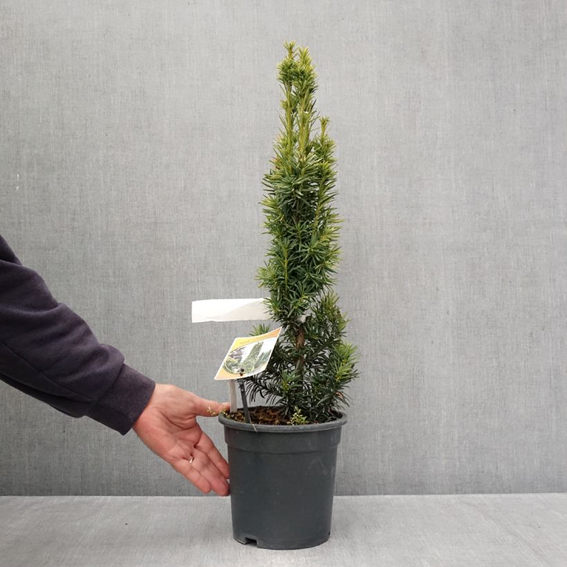 Exemplaar van Taxus baccata Fastigiata Aurea - Venijnboom Pot van 2 l/3 l zoals geleverd in de herfst