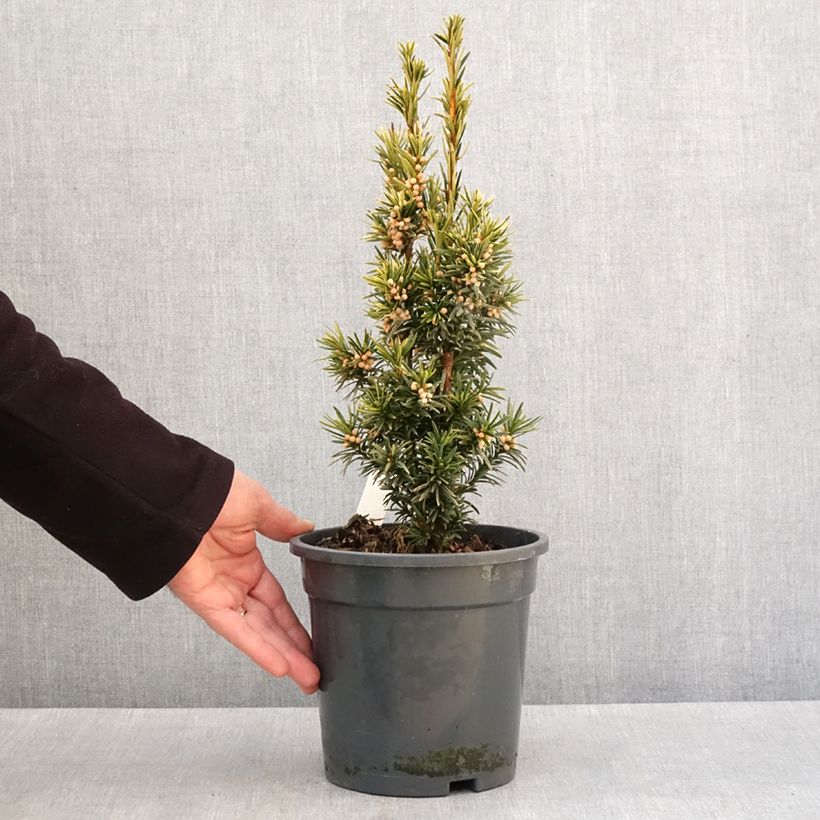 Exemplaar van Taxus baccata Fastigiata Aurea - If commun doré Pot de 2L/3L zoals geleverd in de winter