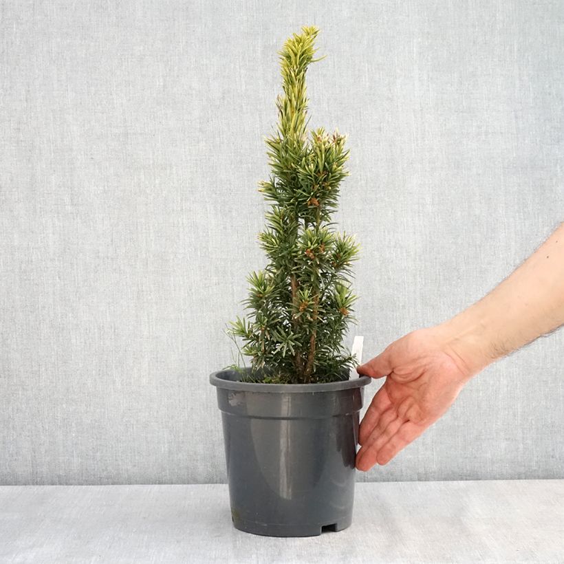 Exemplaar van Taxus baccata Fastigiata Aurea - Venijnboom Pot van 2 l/3 l zoals geleverd in de lente
