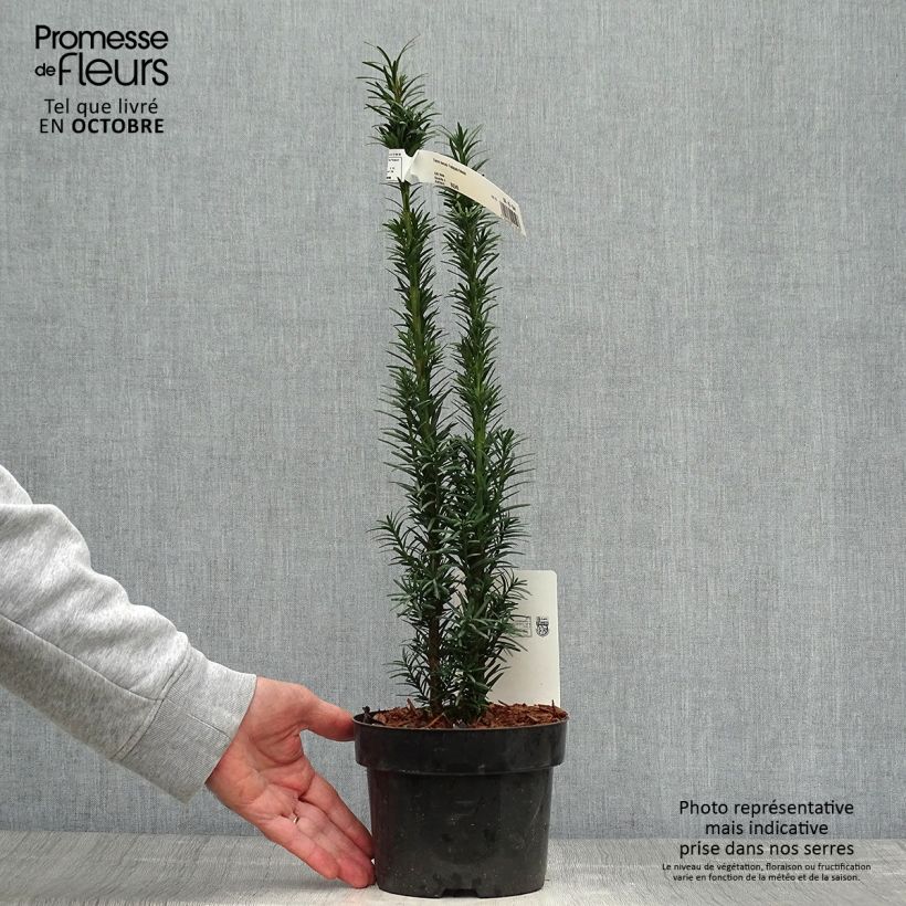 Exemplaar van Taxus baccata Fastigiata Robusta - Venijnboom Pot van 2 l/3 l zoals geleverd in de herfst