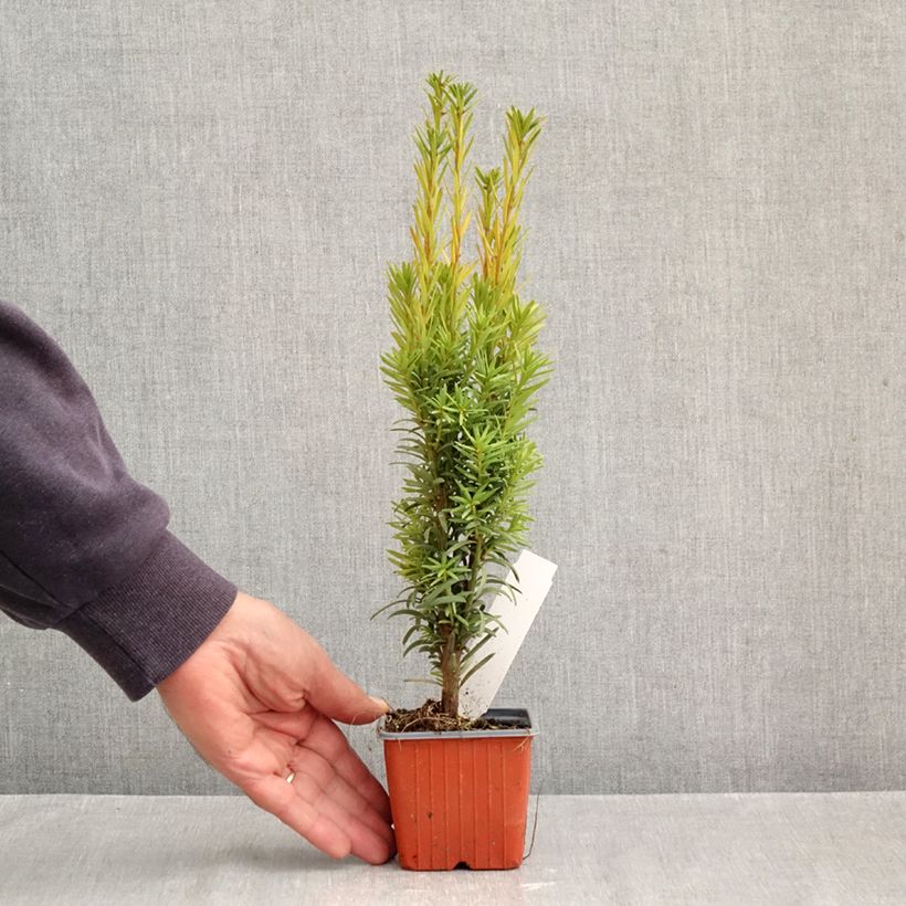 Exemplaar van Taxus baccata Fastigiata Robusta - Venijnboom Kweekpotje van 8/9 cm zoals geleverd in de herfst